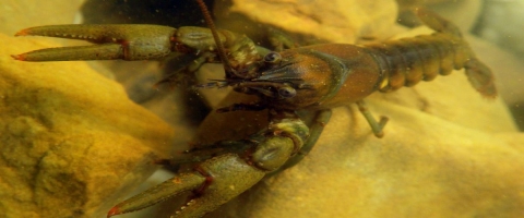 Norfork National Fish Hatchery Assists with Crayfish Sampling | U.S ...