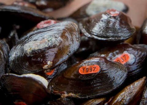 Close up photo of mussels with numbers on their shells
