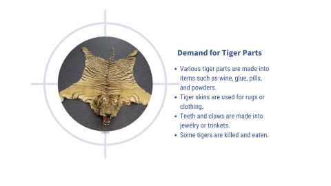 Picture of a tiger skin with a bullseye on top. Text reads: Various tiger parts are made into items such as wine, glue, pills, and powders. Tiger skins are used for rugs or clothing. Teeth and claws are made into jewelry or trinkets. Some tigers are killed and eaten.