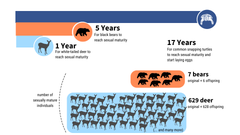 A graphic that shows the reproduction lifespan of tortoises and freshwater turtles. It states: 1 year for white-tailed deer to reach sexual maturity. 5 years for black bears to reach sexual maturity 17 years for common snapping turtles to reach sexual maturity and start laying eggs. 17 years 7 bears the original plus 6 offispring. 17 years, 629 deer, original plus 629 offspring