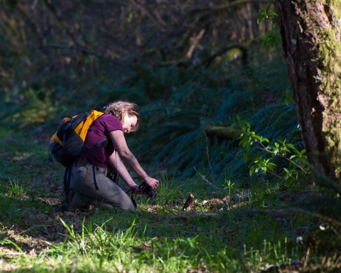 Person kneeling in the forest taking a photo of a plant. 