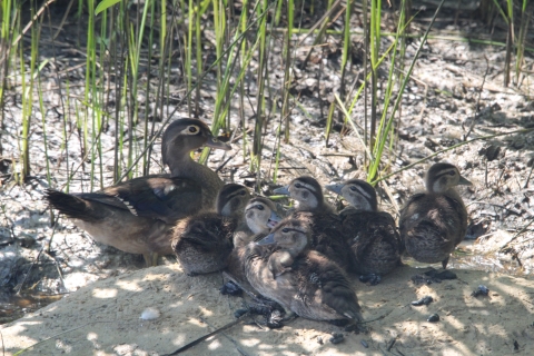 Mama wood duck with ducklings under shade
