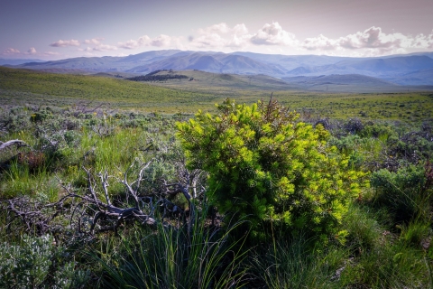 small green tree grows over a branchy skeleton of sagebrush in a scenic mountainous landscape