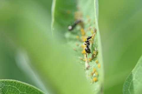 Black ants crawl on leaves as they munch on small, green, round bugs. 