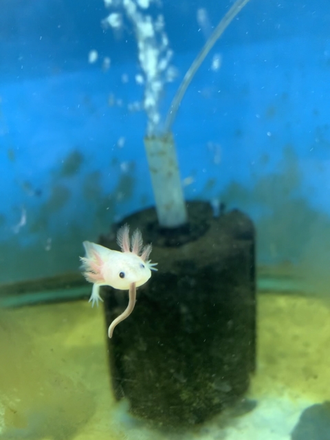 An aquatic salamander with pink frilly whiskers swims in a tank. Hanging from its mouth is a worm. 
