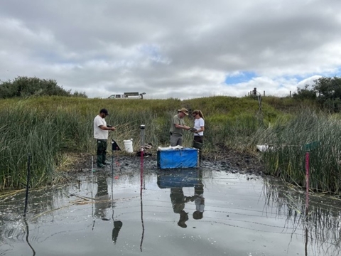 three biologists working in the marsh