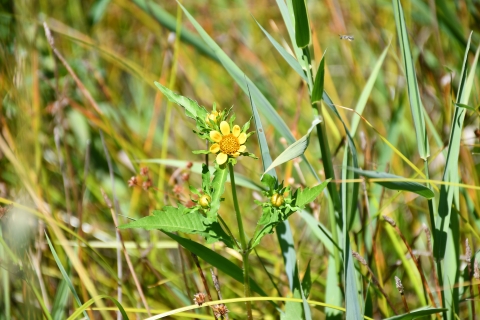 A yellow composite flower blooms in the grass.