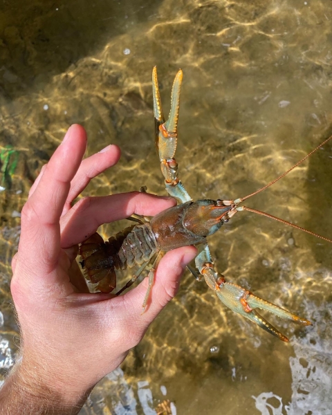 A teal and red crayfish is held over a stream. 