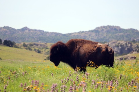 A bison stands in a meadow covered with wildflowers with mountains in the background. 