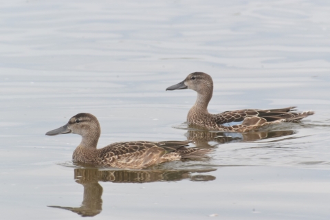 two blue-winged teal swimming in water