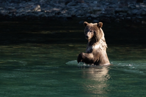 A sunlit brown bear stands in waist-deep green water, looking for fish.