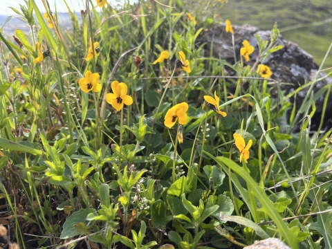 several bright yellow flowers with five petals growing near a rock in a grassland