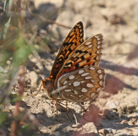 an orange and brown butterfly with white and black markings standing on dry ground by a plant