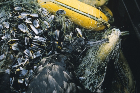 A dark-feathered bird trapped by a collection of floating trash