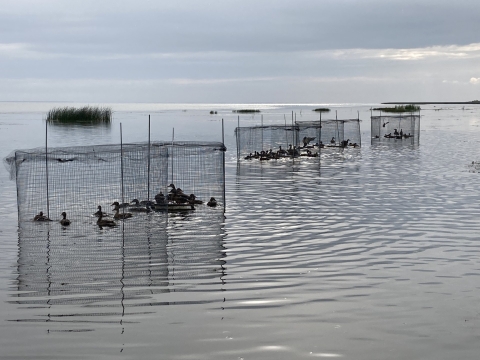 ducks in swim-in trap metal cages in a lake
