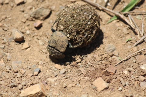 A small, dirty black beetle rolls a ball of dung about five times its size across a dusty landscape. 