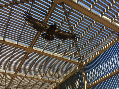 eagle in flight cage