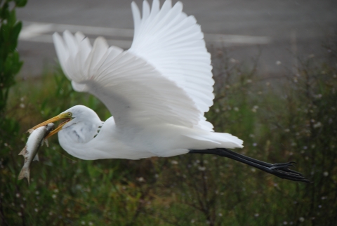 A large white bird flies off with a fish in its bill.