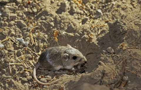 A small brown and white mouse sits in an indentation in sand. 