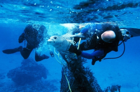 Two divers work underwater to remove discarded fish nets from a seal.