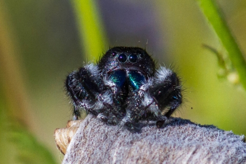 A black spider with blue/green fangs sits almost cross-legged on a branch,