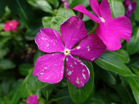 A bright pink flower with five petals and white spots. 