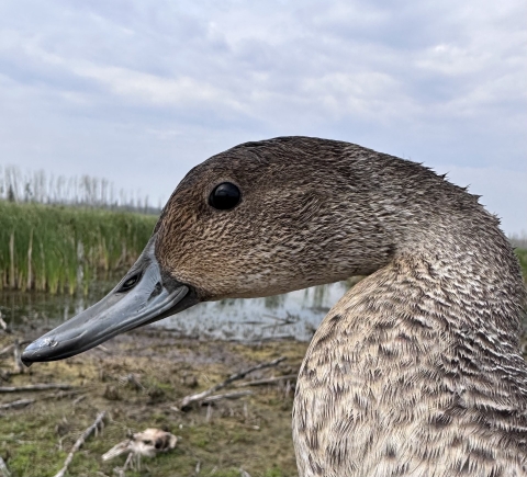 close up of a male northern pintail head