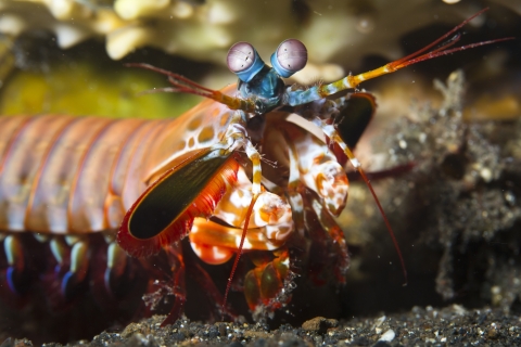 A colorful shrimp with a bright blue face, red and orange striped body, bulging eyes, and large front clubs. 