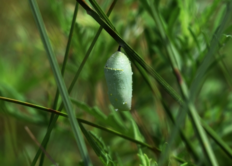 A green cocoon hangs from a stem. 