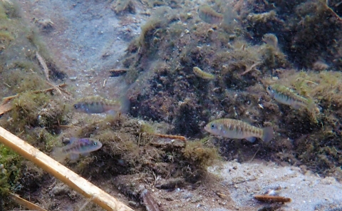 small striped fish swim in rocky water