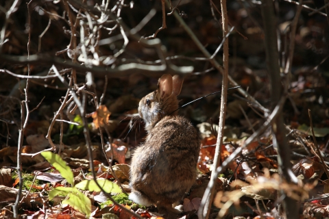 A rabbit with short ears, a gray and brown coat and a fluffy white tail sits on leaved beneath dense shrubbery. 