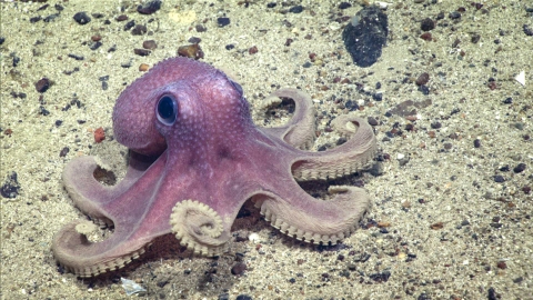 This Graneledone verrucosa octopus was seen on a steep sediment-covered slope