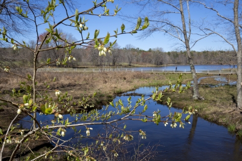 A body of water with a bridge or road crossing is surrounded by trees 
