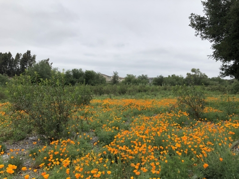 green field full of orange flowers