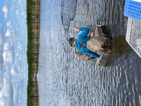 two biologists remove waterfowl from traps in a lake with marsh in the background