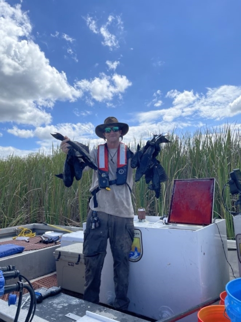 Non-native sailfin catfish collected at A.R.M. Loxahatchee NWR