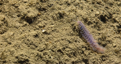 scale worm crawling on the sea floor