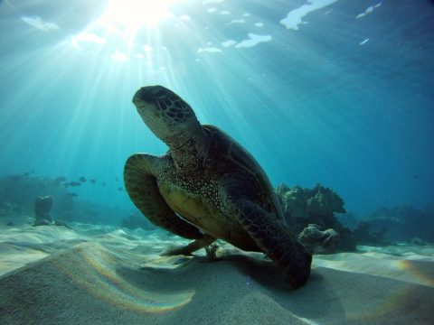  A large sea turtle hovers above the ocean floor. Over it's head sunlight streams down into the deep blue. 