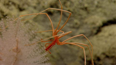 An orange sea spider seen while exploring Oceanographer Canyon 