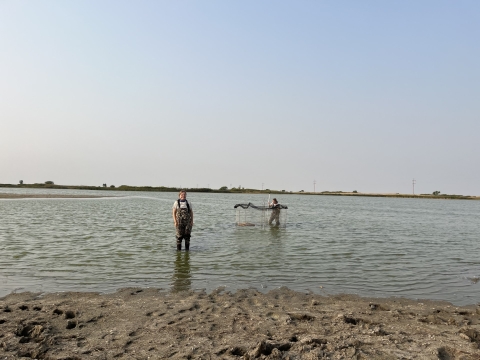 2 people standing in a wetland setting a swim-in metal trap for waterfowl
