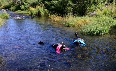 Two divers in drysuits snorkel in a creek.