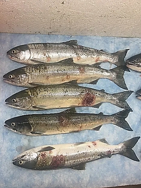 Five salmon are placed together for a photo to show skin lesions