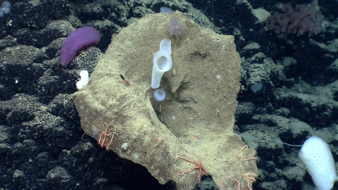Large ”Witch’s Hat” sponge accompanied by glass sponges and brittle stars.