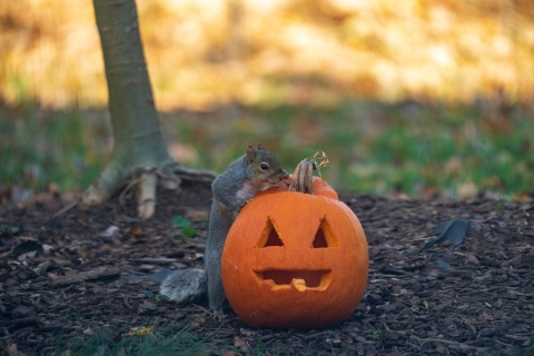 Squirrel sits on a carved pumpkin