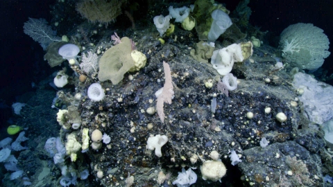 A stunning array of corals and sponges on oceanic substrate