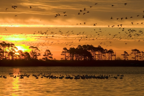 Sun rises over a marsh crowded with waterfowl. More waterfowl rise into the air. The entire scene is orange with trees and birds only as black silhouettes. 