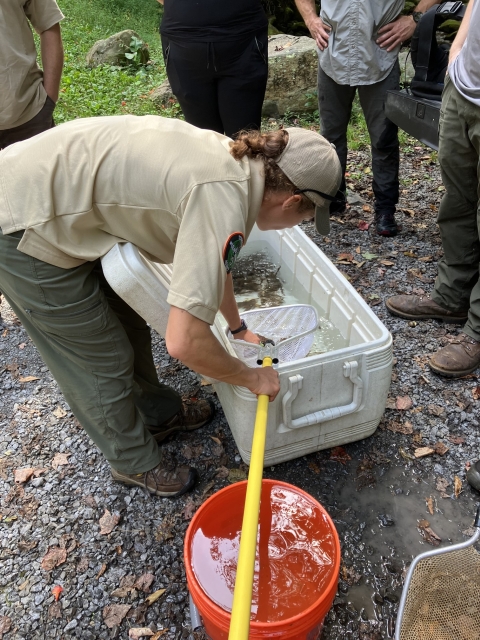 A TWRA biologist counts the number of native brook trout collected and places then into a water-filled cooler. 