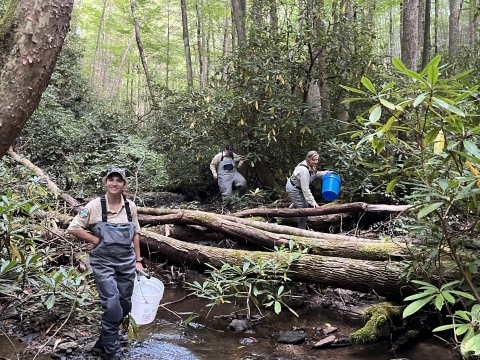 TWRA and Forest Service staff releasing southern Appalachian brook trout in Little Paint Creek.