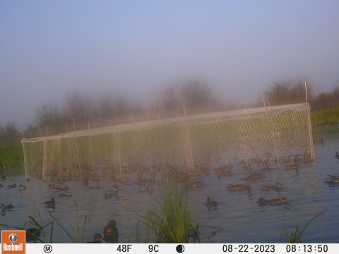 trail cam pic of ducks in swim-in trap