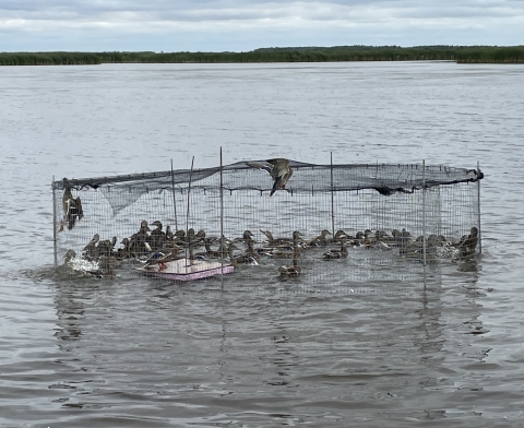 swim in waterfowl trap full of mallards
